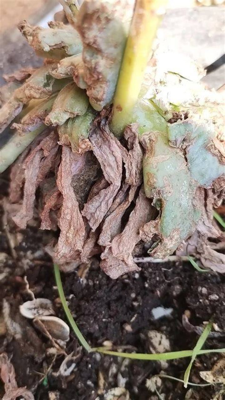 What causes soft rot disease