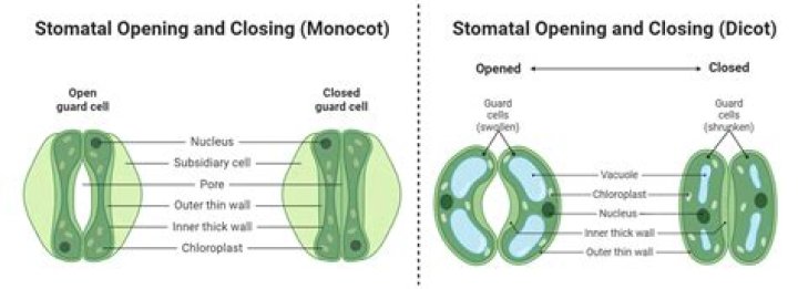 What causes stomatal opening