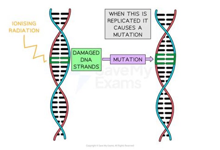 What cell do mutations occur