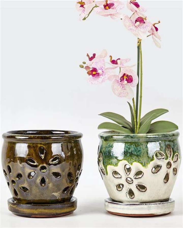 What classifies as an orchid