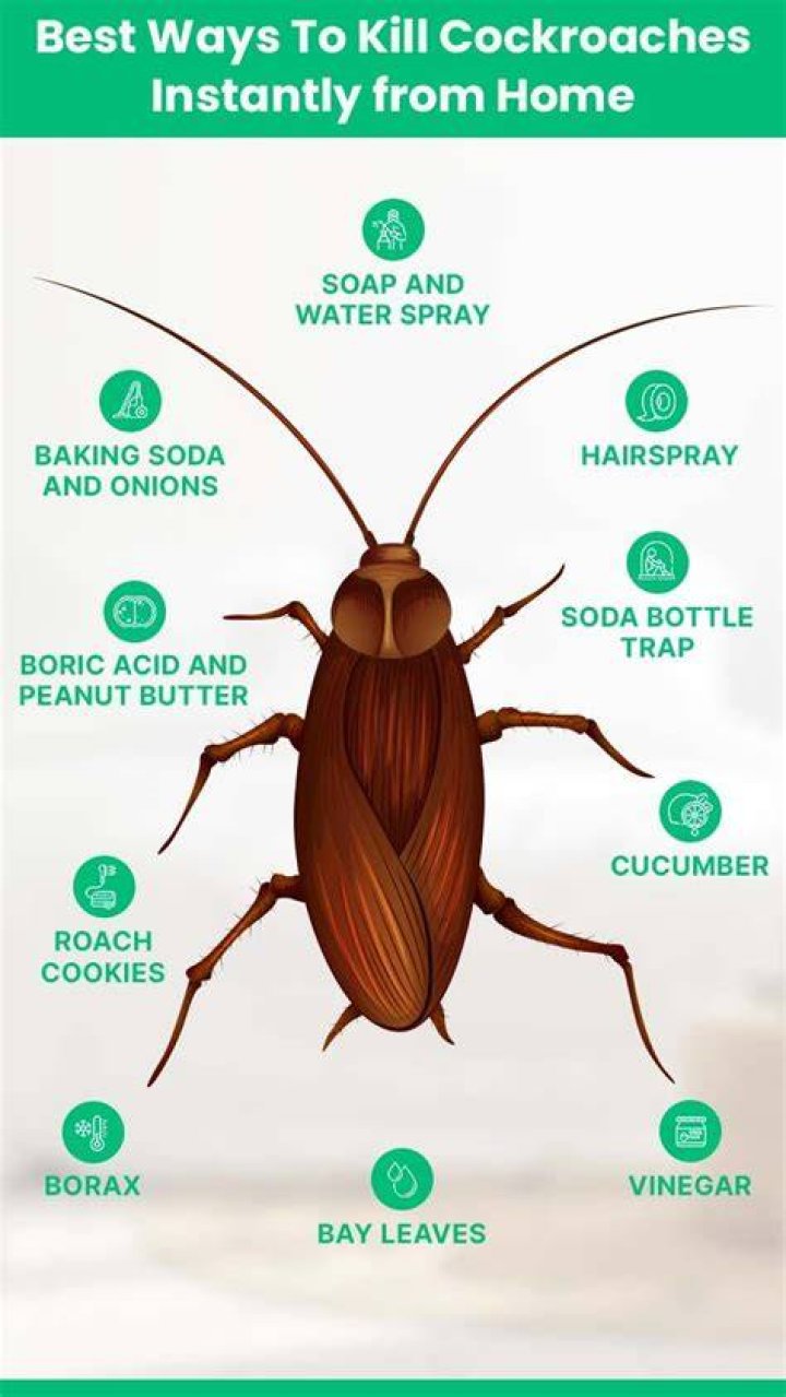 What cleaners repel roaches