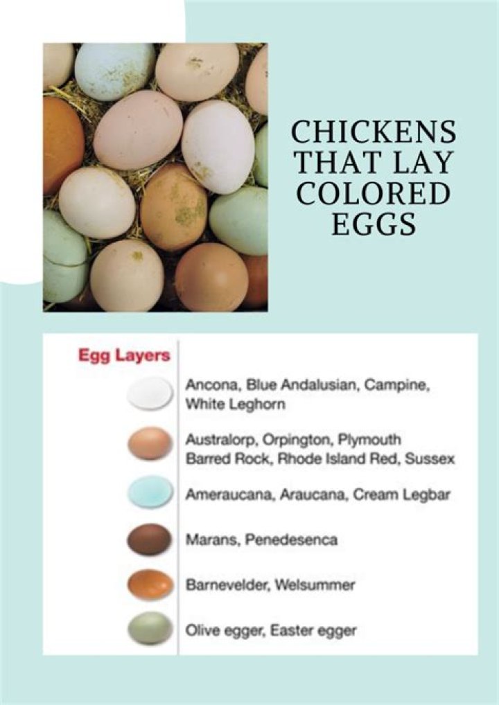 What color eggs do quail lay