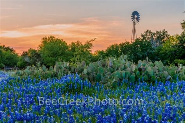 What colors are bluebonnets