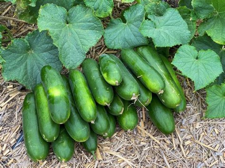 What colors can cucumbers be
