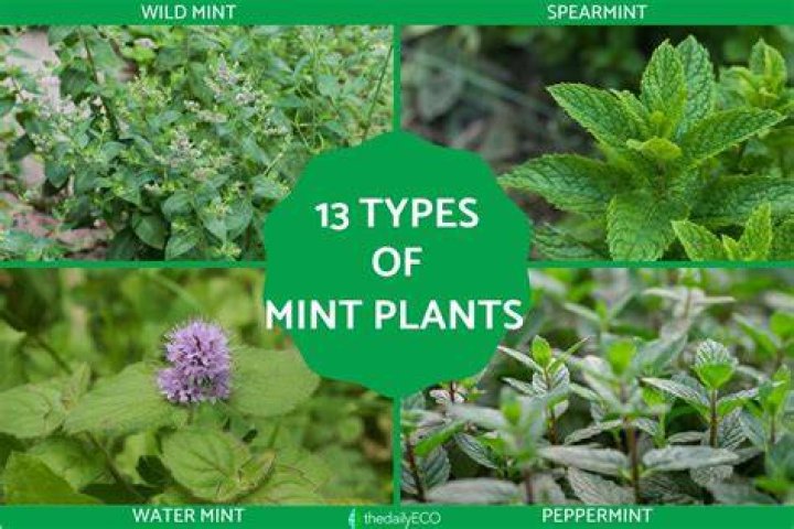 What Colour are mint flowers