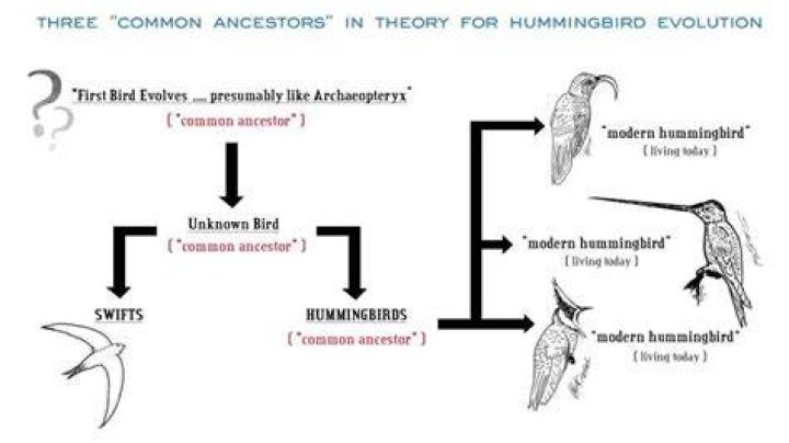 What did hummingbirds evolve