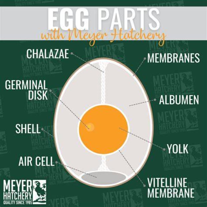 What dissolves an egg shell