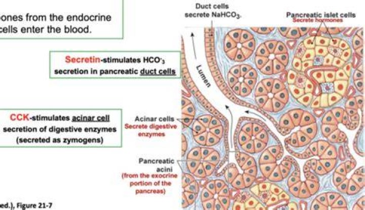 What do acinar cells secrete