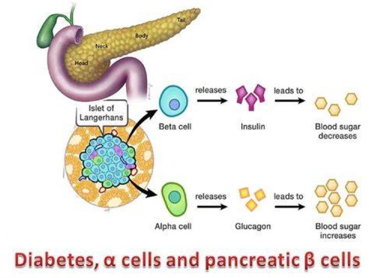 What do alpha cells release