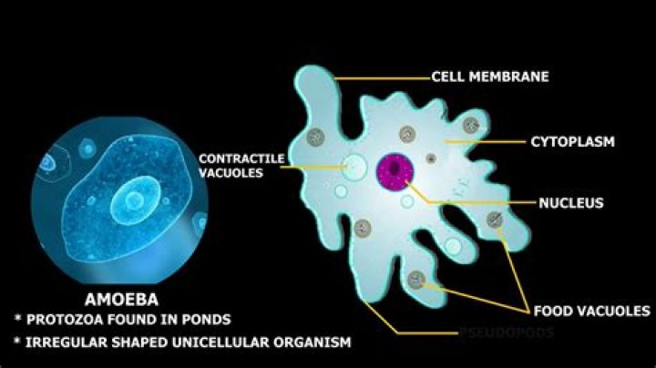 What do amoebas do to humans