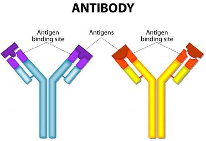 What do antibodies attach to