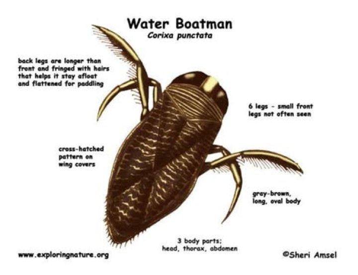 What do Backswimmer bugs eat