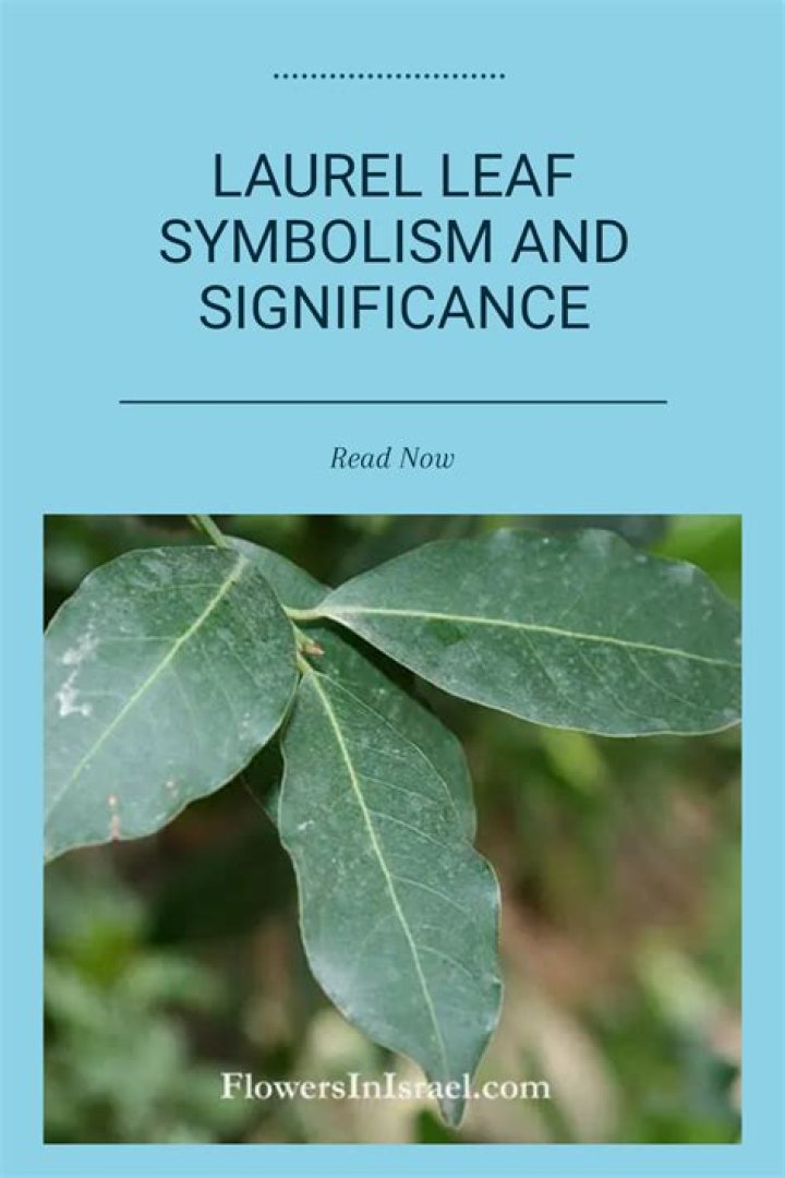 What do bay leaves symbolize