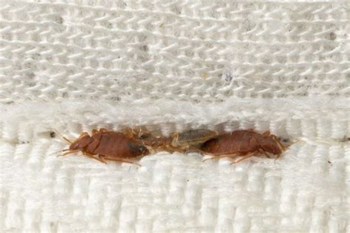 What do bedbugs feed off of