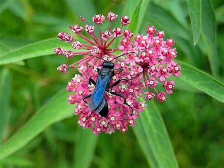 What do blue mud daubers eat