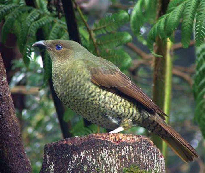 What do Bowerbirds look like