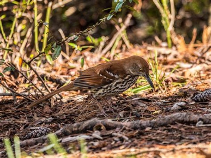 What do brown thrashers eat