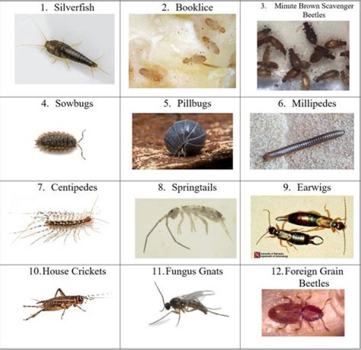 What do bugs do during rain
