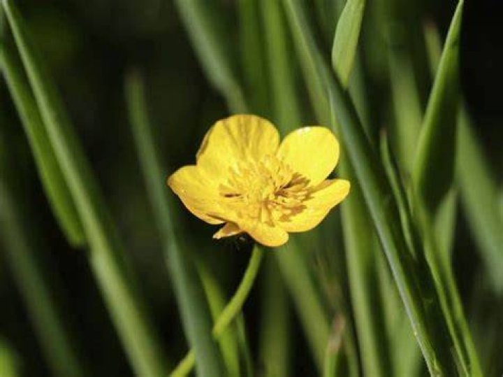 What do Buttercups symbolize