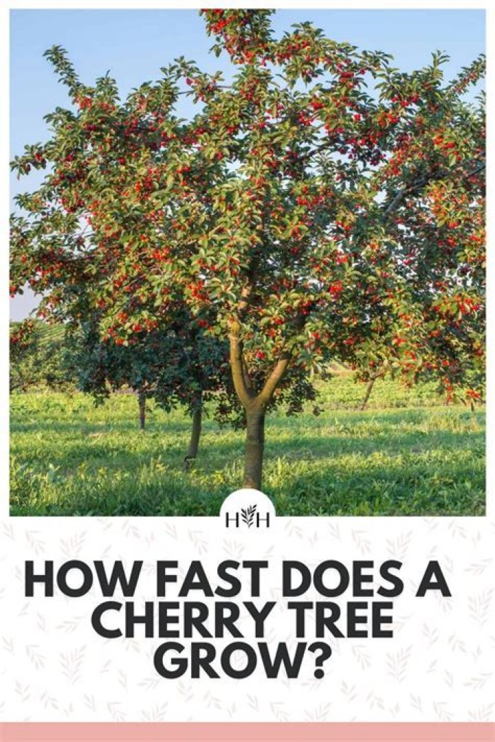 What do cherry trees attract