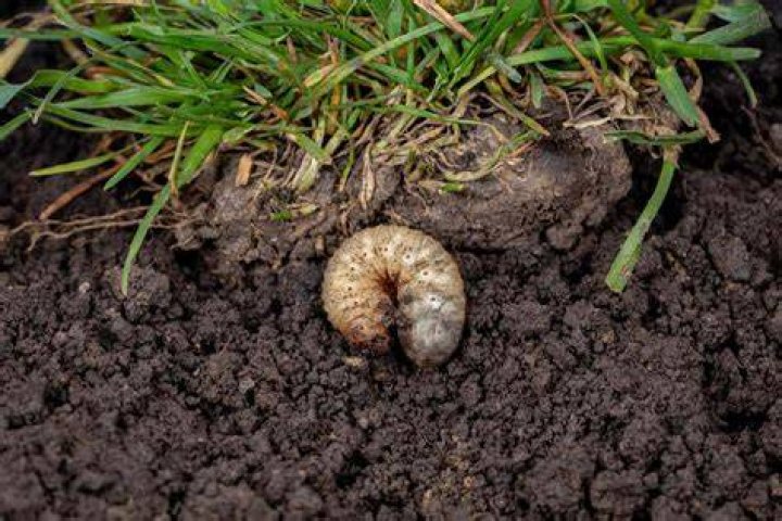 What do curl grubs look like