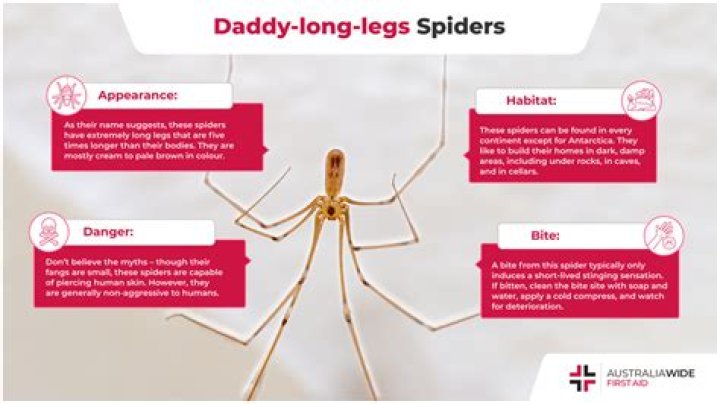 What do Daddy Long Legs hate