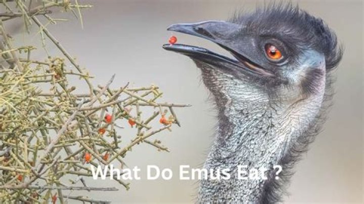 What do emus use for shelter