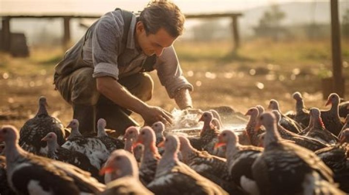 What do farmers feed turkeys