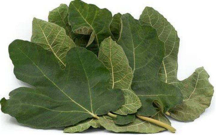 What do fig leaves look like