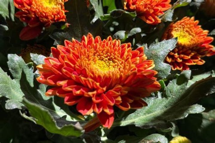 What do Fuji mums look like