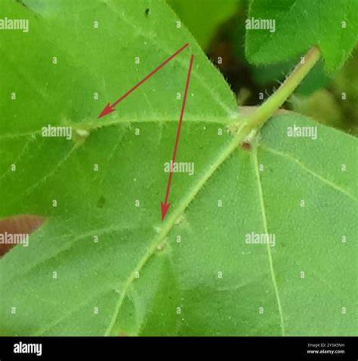 What do gall mites look like