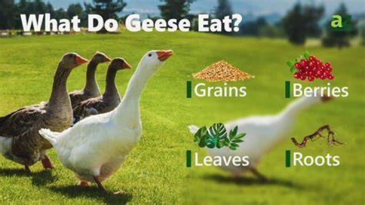 What do geese hate the most