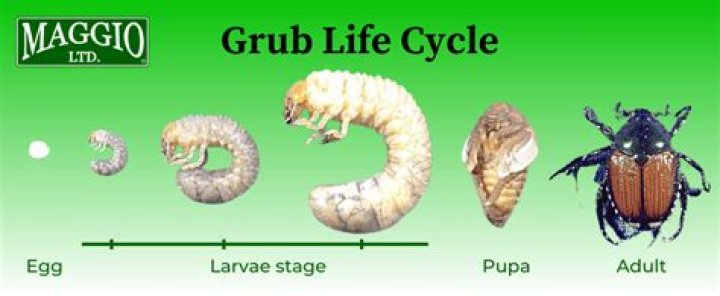 What do grub worms turn into