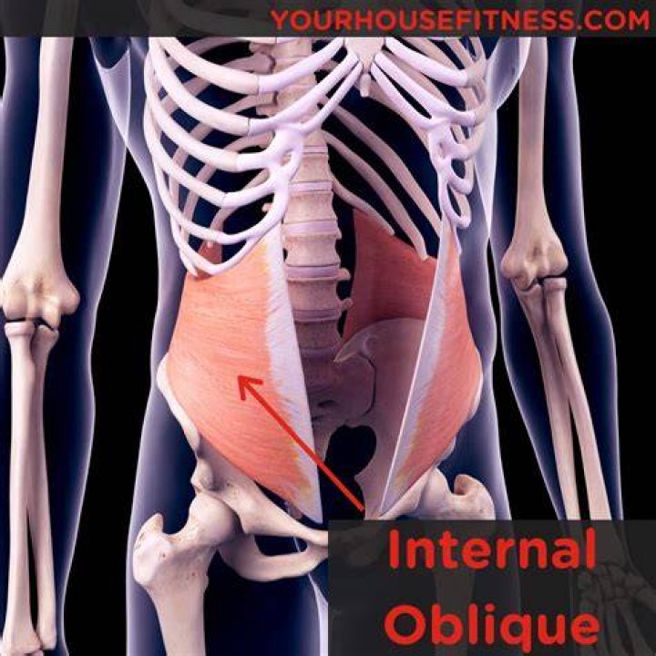 What do internal obliques do