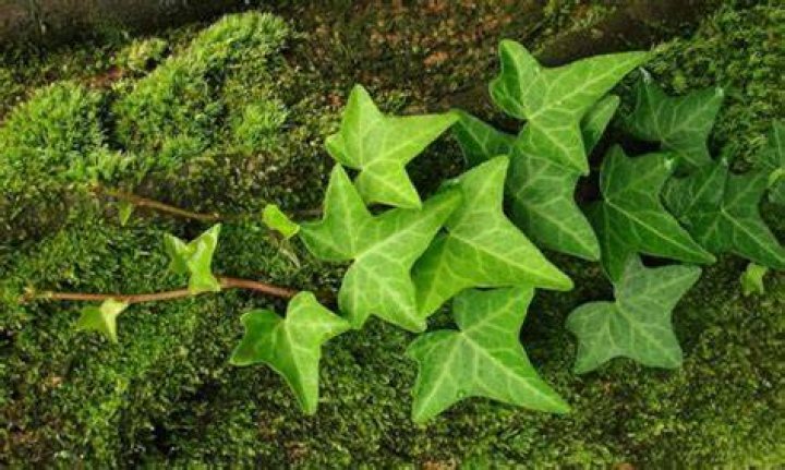 What do ivy plants symbolize