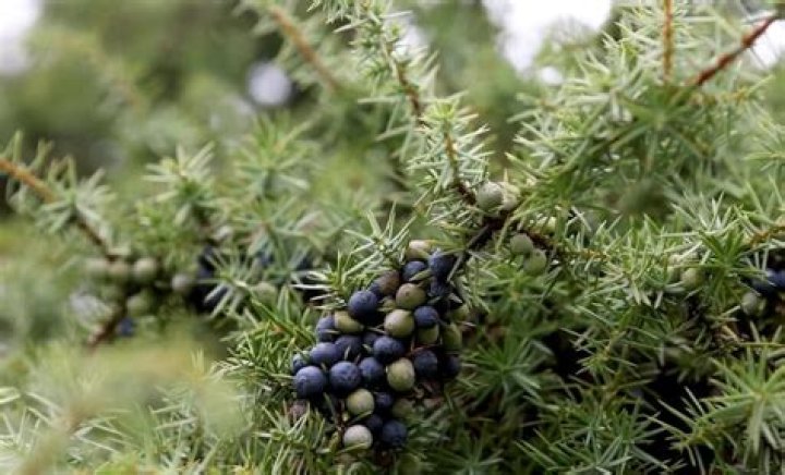 What do juniper berries cure