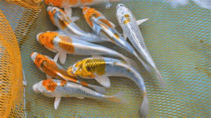 What do koi babies look like