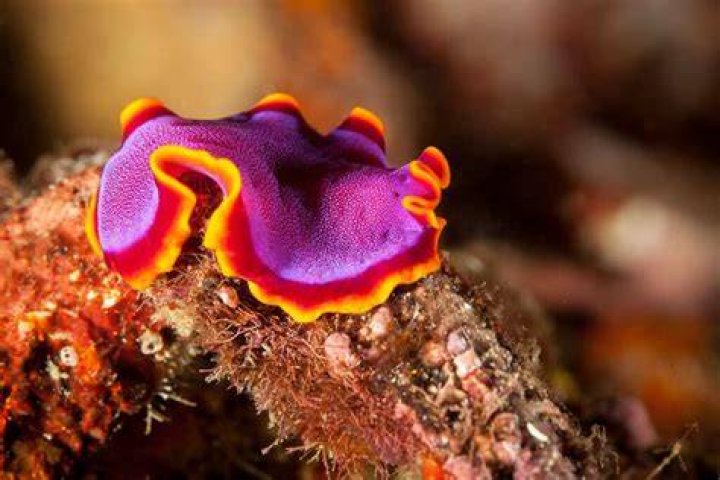 What do marine flatworms eat