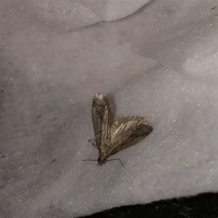 What do moths do in the cold
