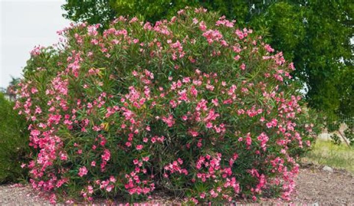What do oleanders smell like