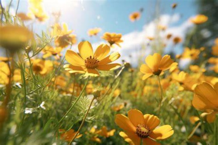 What do Osmanthus symbolize