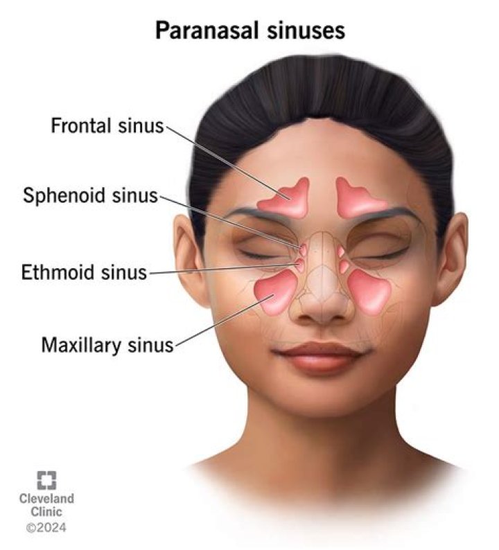 What do paranasal sinuses do