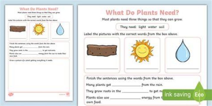 What do plants need activity