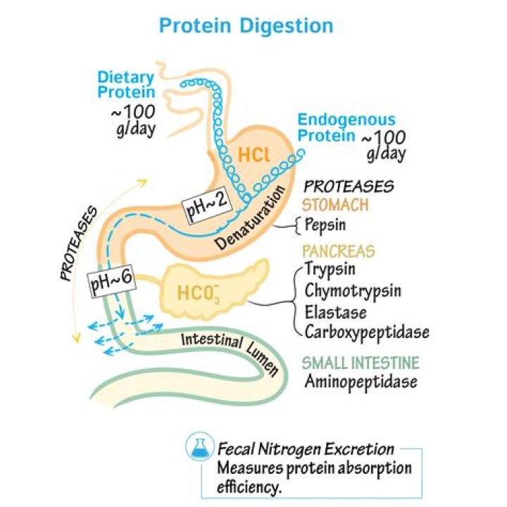What do proteins also act as