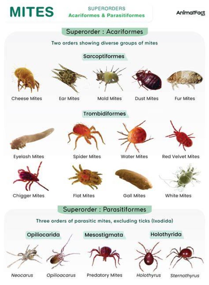 What do rug mites look like