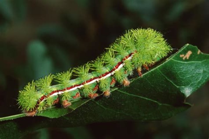What do tent caterpillars do