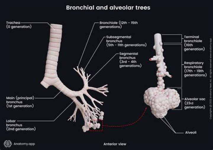 What do terminal bronchioles branch into