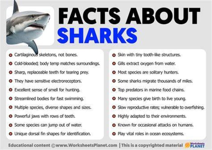 What do the sharks represent
