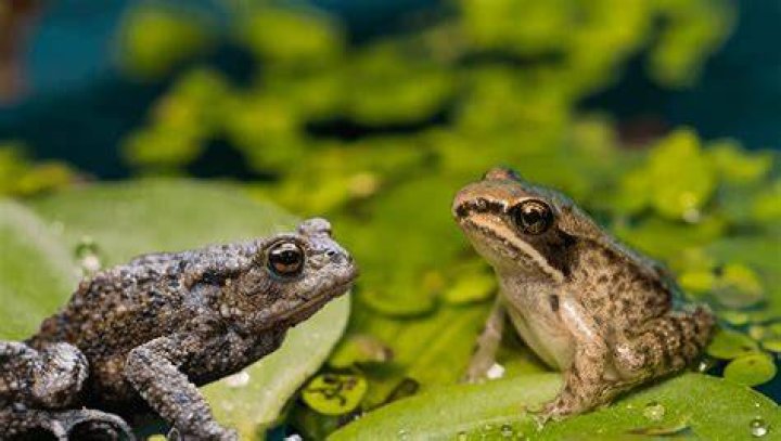 What do toads eat in winter