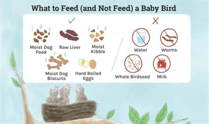 What do you feed a wild bird
